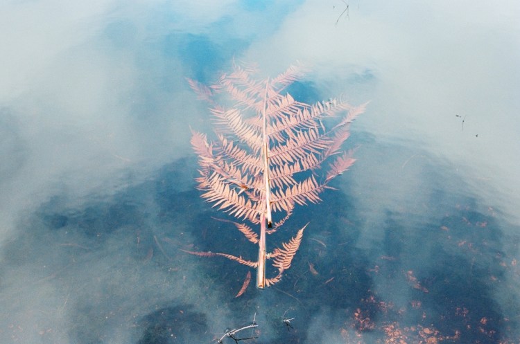 Lake Chisholm, Tasmania, Tommeginne, 2015